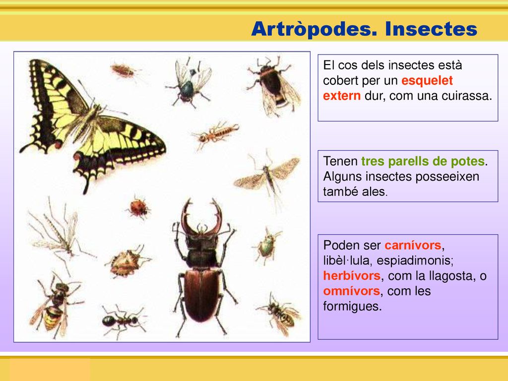Artròpodes. Insectes El cos dels insectes està cobert per un esquelet extern dur, com una cuirassa.
