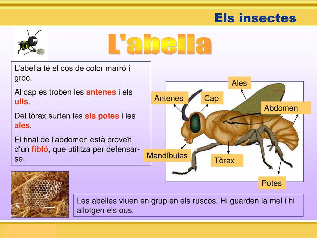 L abella Els insectes L’abella té el cos de color marró i groc.
