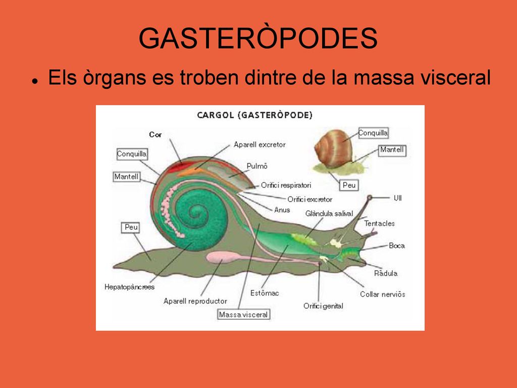 GASTERÒPODES Els òrgans es troben dintre de la massa visceral