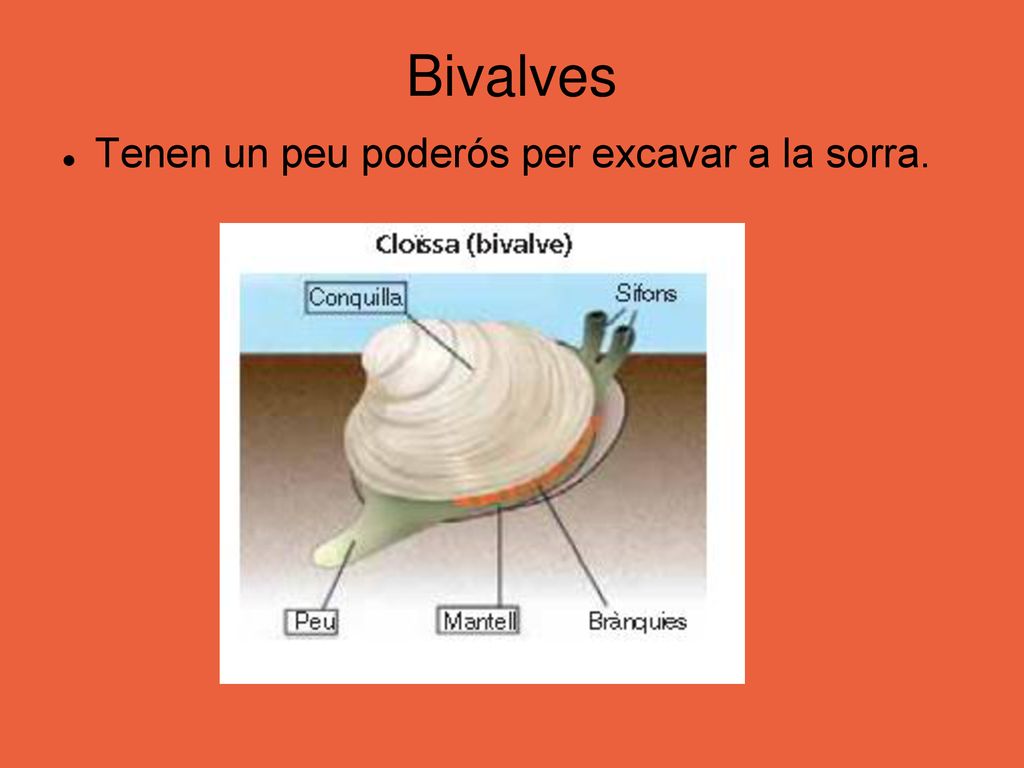 Bivalves Tenen un peu poderós per excavar a la sorra.