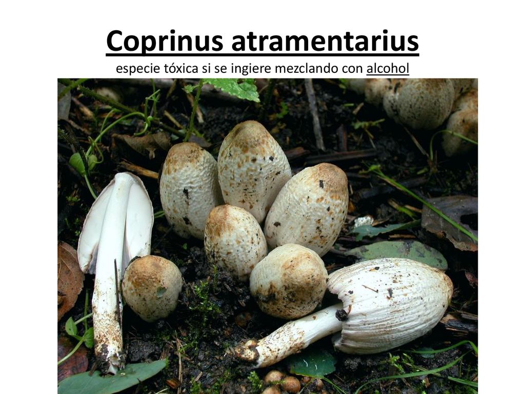 Coprinus atramentarius especie tóxica si se ingiere mezclando con alcohol
