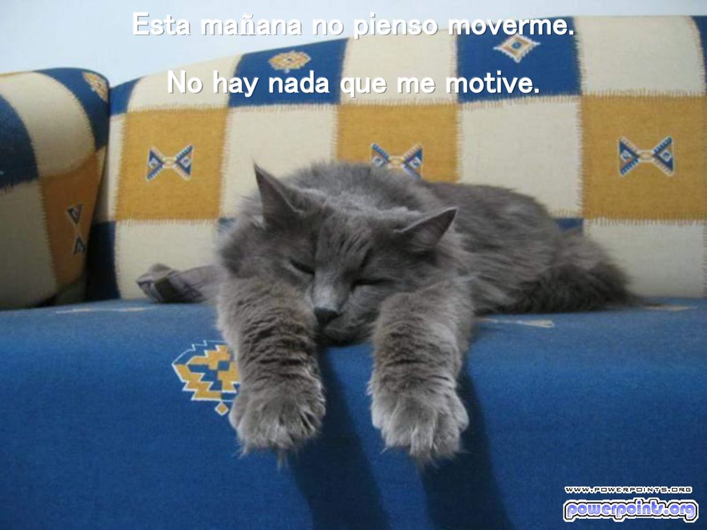 Esta mañana no pienso moverme. No hay nada que me motive.
