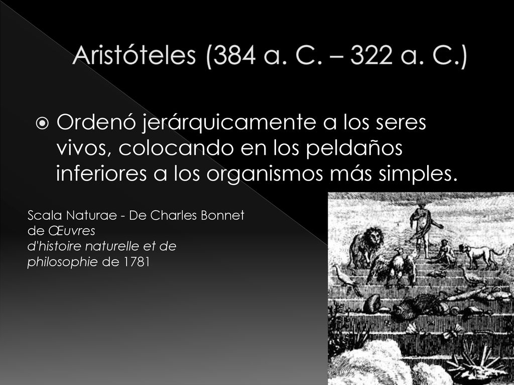 Aristóteles (384 a. C. – 322 a. C.) Ordenó jerárquicamente a los seres vivos, colocando en los peldaños inferiores a los organismos más simples.
