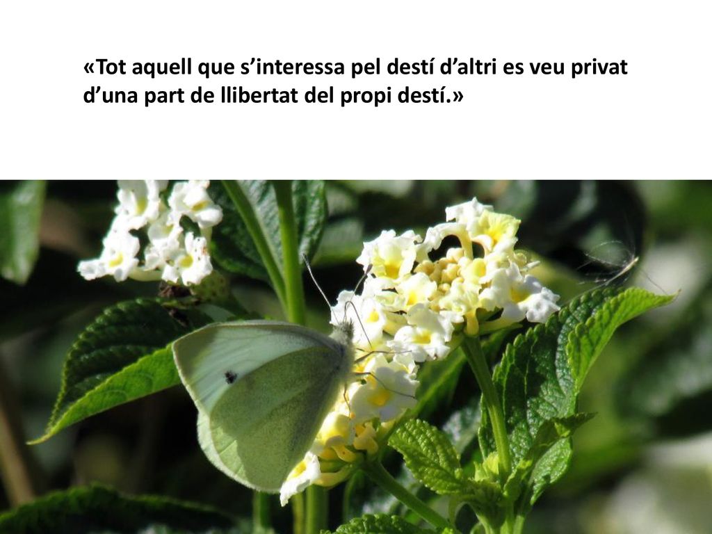 «Tot aquell que s’interessa pel destí d’altri es veu privat d’una part de llibertat del propi destí.»