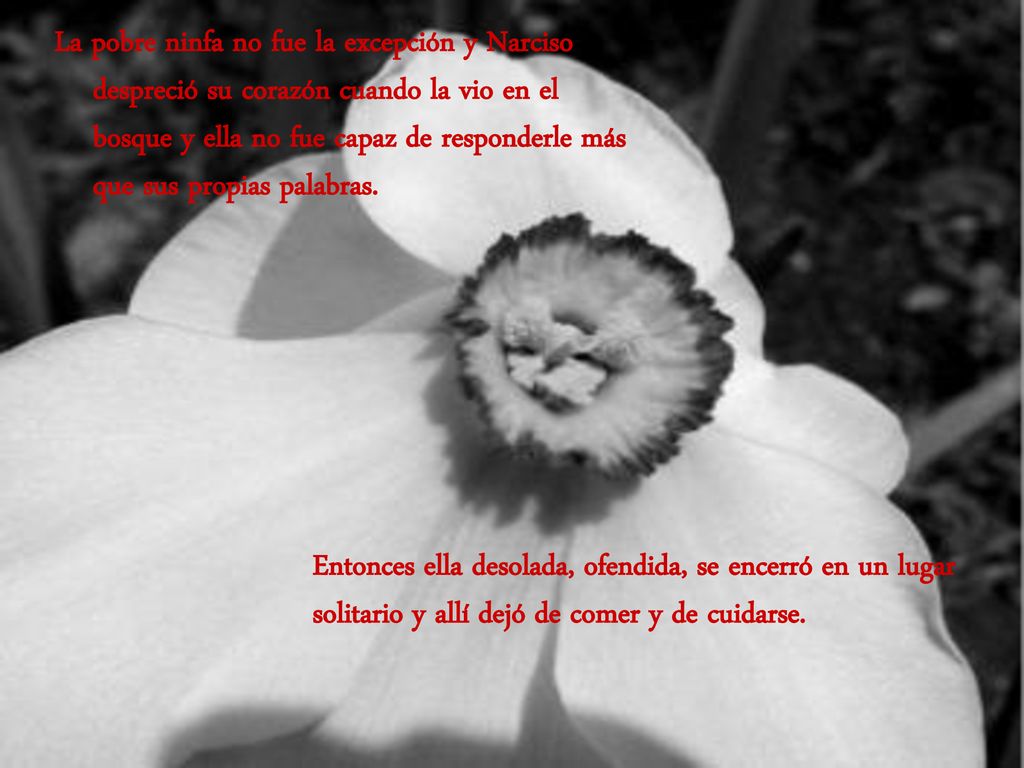 La pobre ninfa no fue la excepción y Narciso despreció su corazón cuando la vio en el bosque y ella no fue capaz de responderle más que sus propias palabras.