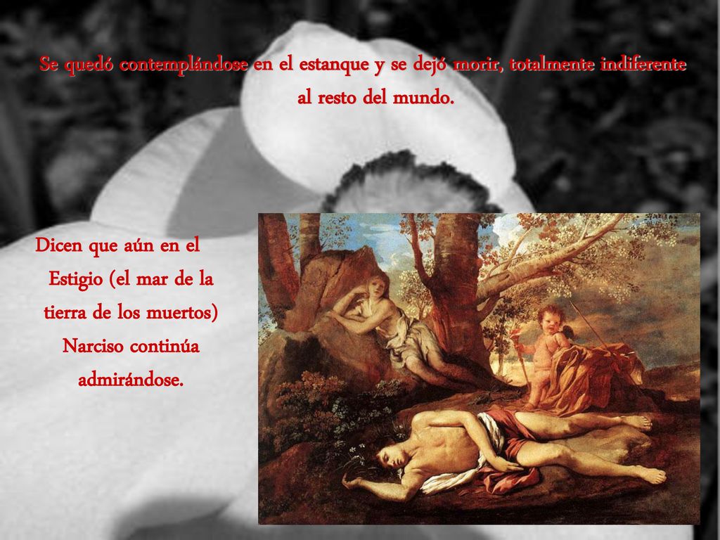 Se quedó contemplándose en el estanque y se dejó morir, totalmente indiferente al resto del mundo.