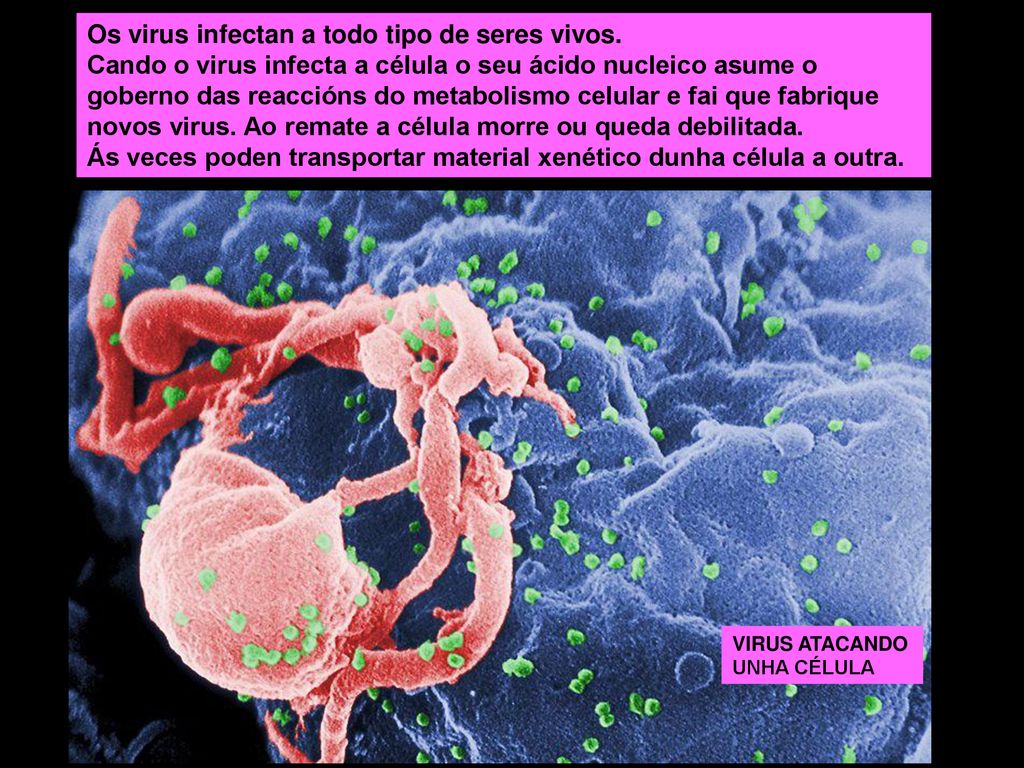 Os virus infectan a todo tipo de seres vivos.