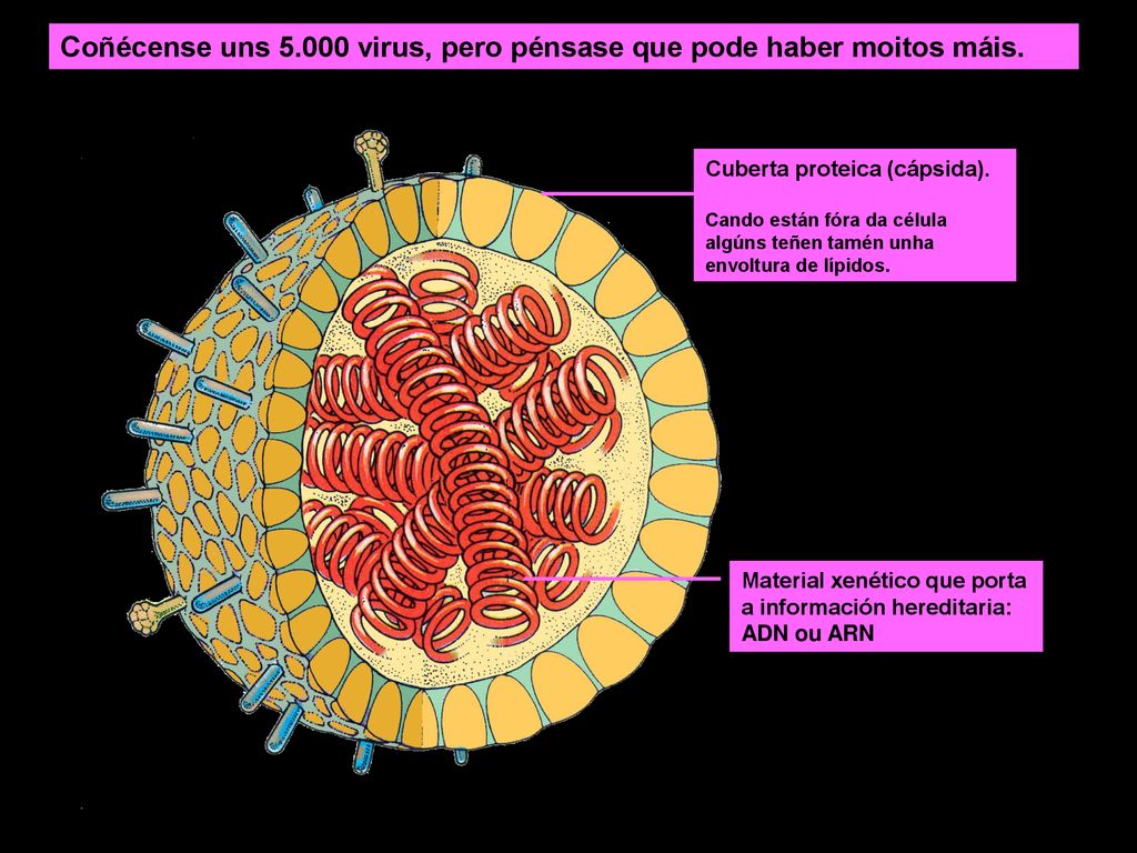 Coñécense uns virus, pero pénsase que pode haber moitos máis.