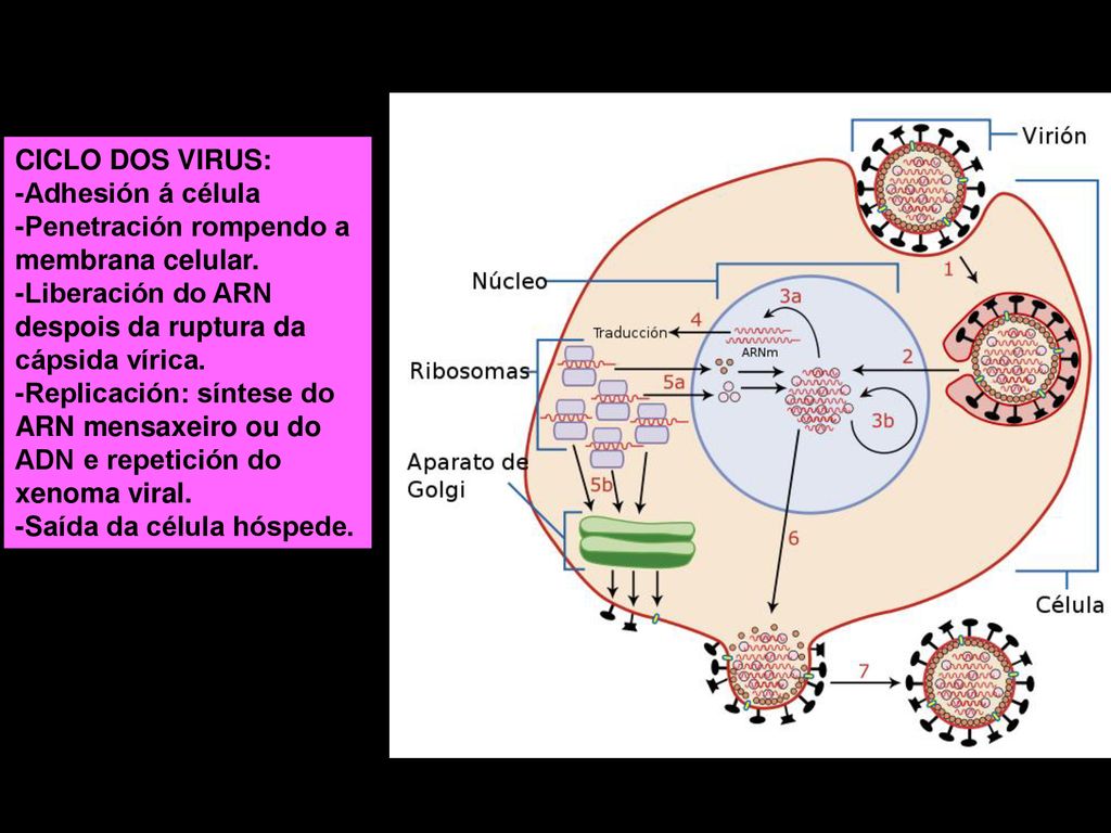 CICLO DOS VIRUS: -Adhesión á célula. -Penetración rompendo a membrana celular. -Liberación do ARN despois da ruptura da cápsida vírica.