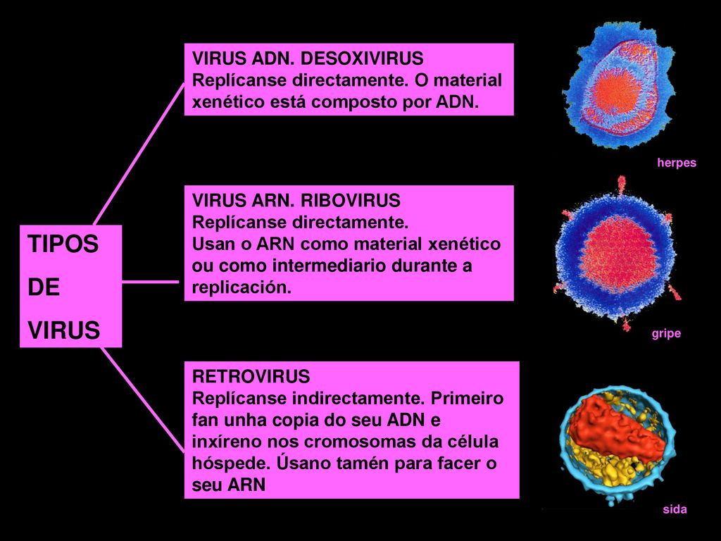 TIPOS DE VIRUS VIRUS ADN. DESOXIVIRUS