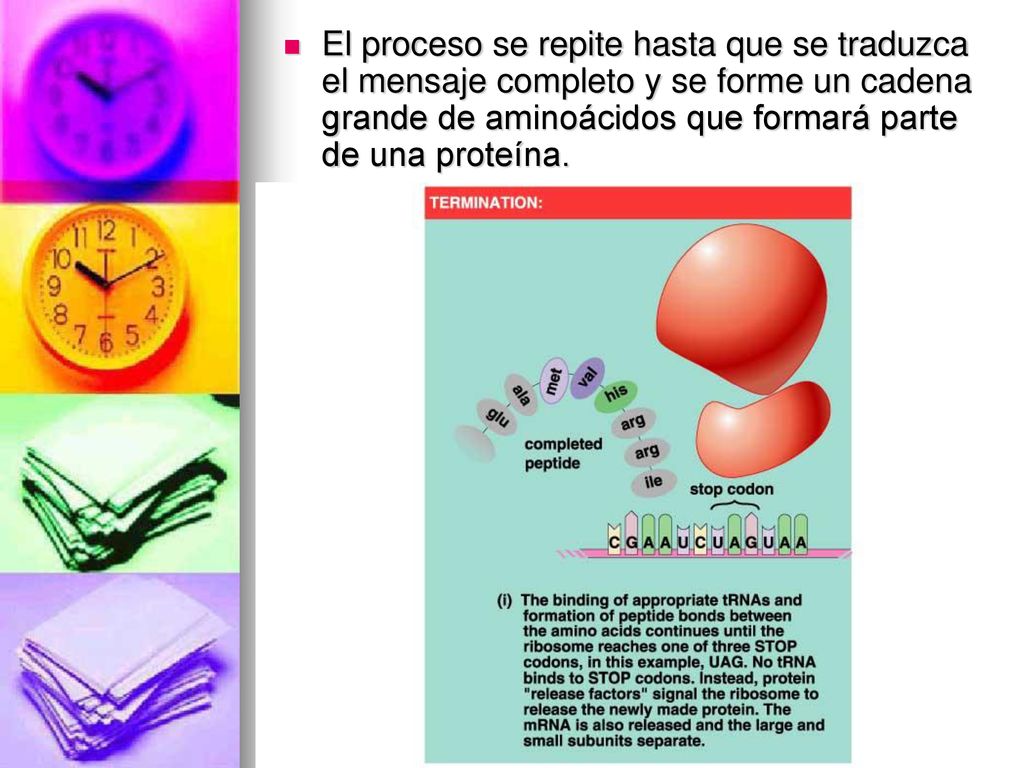 El proceso se repite hasta que se traduzca el mensaje completo y se forme un cadena grande de aminoácidos que formará parte de una proteína.