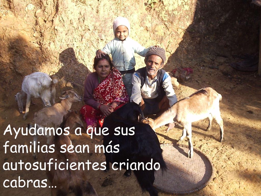 Ayudamos a que sus familias sean más autosuficientes criando cabras…