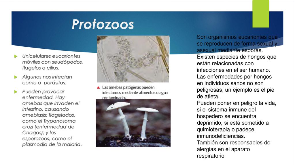 Protozoos Son organismos eucariontes que se reproducen de forma sexual y asexual mediante esporas.