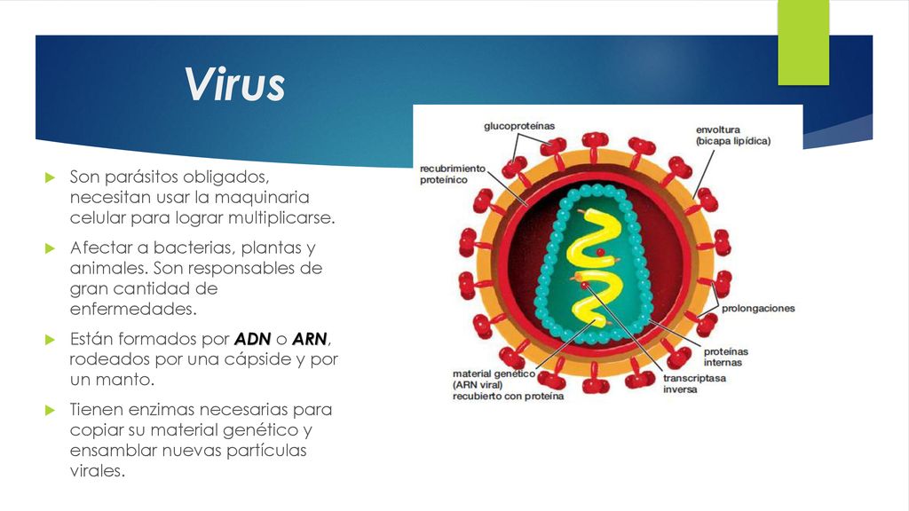 Virus Son parásitos obligados, necesitan usar la maquinaria celular para lograr multiplicarse.