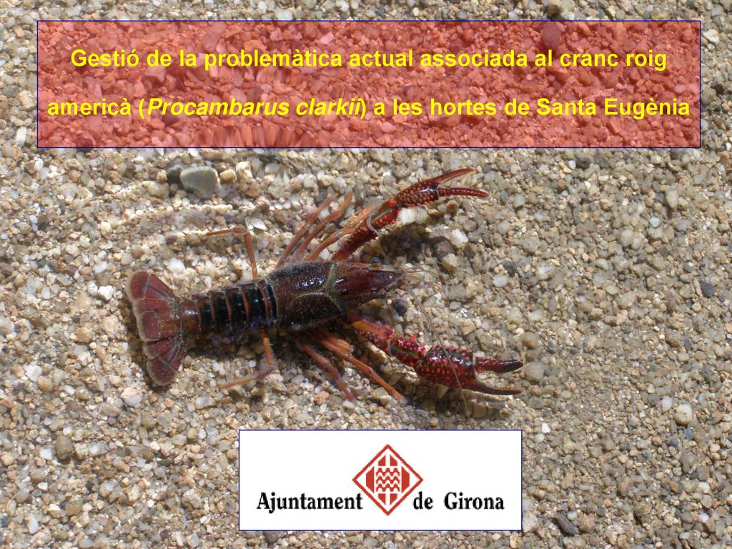 Gestió de la problemàtica actual associada al cranc roig americà (Procambarus clarkii) a les hortes de Santa Eugènia