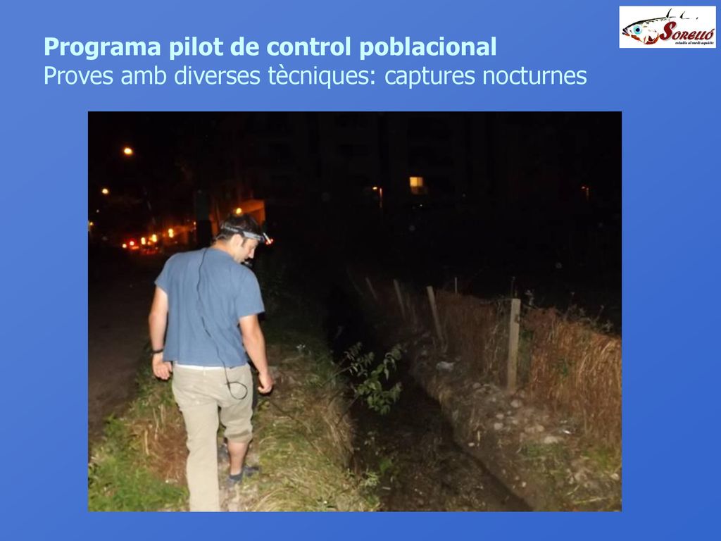 Programa pilot de control poblacional Proves amb diverses tècniques: captures nocturnes