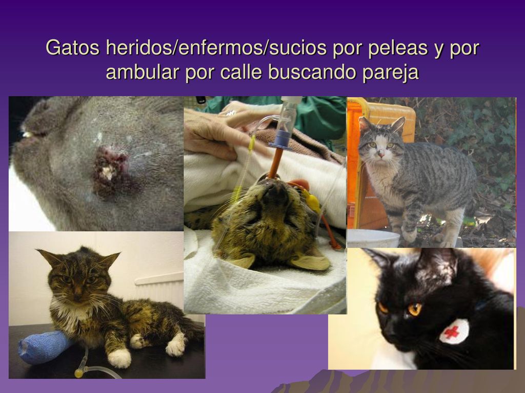 Gatos heridos/enfermos/sucios por peleas y por ambular por calle buscando pareja