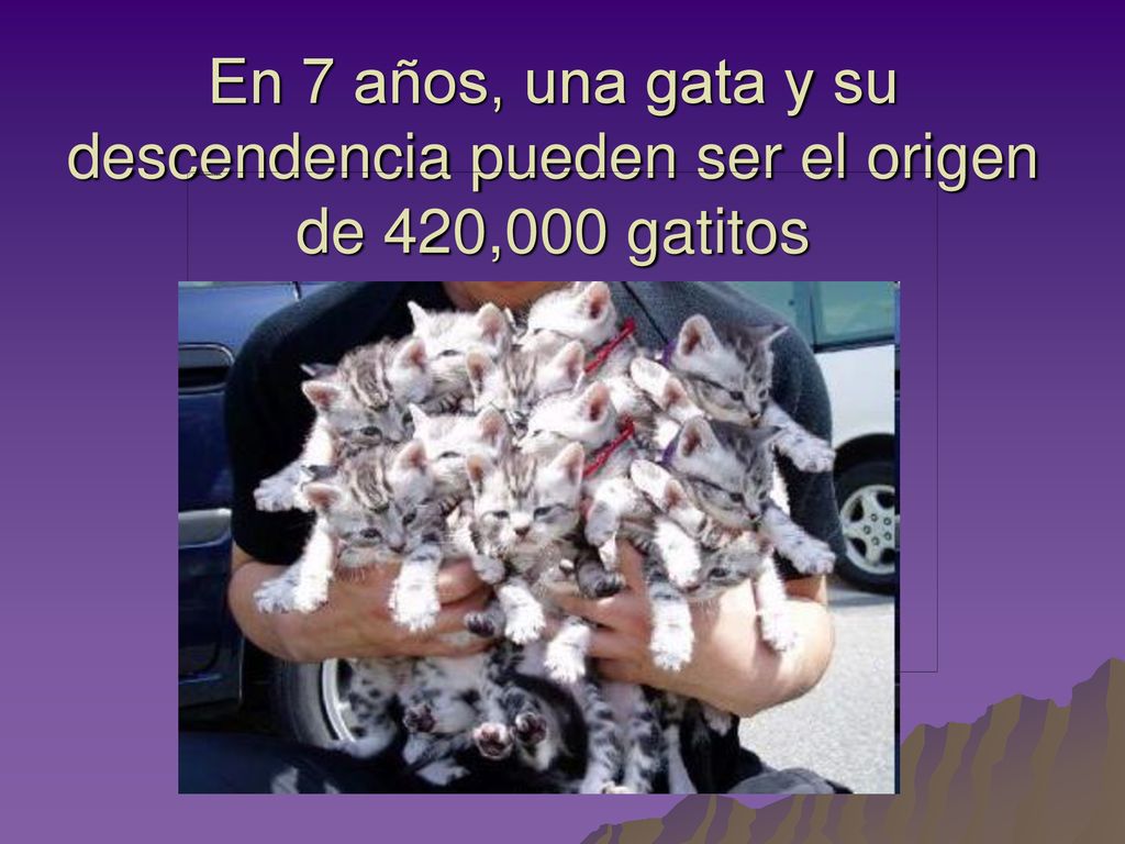 En 7 años, una gata y su descendencia pueden ser el origen de 420,000 gatitos