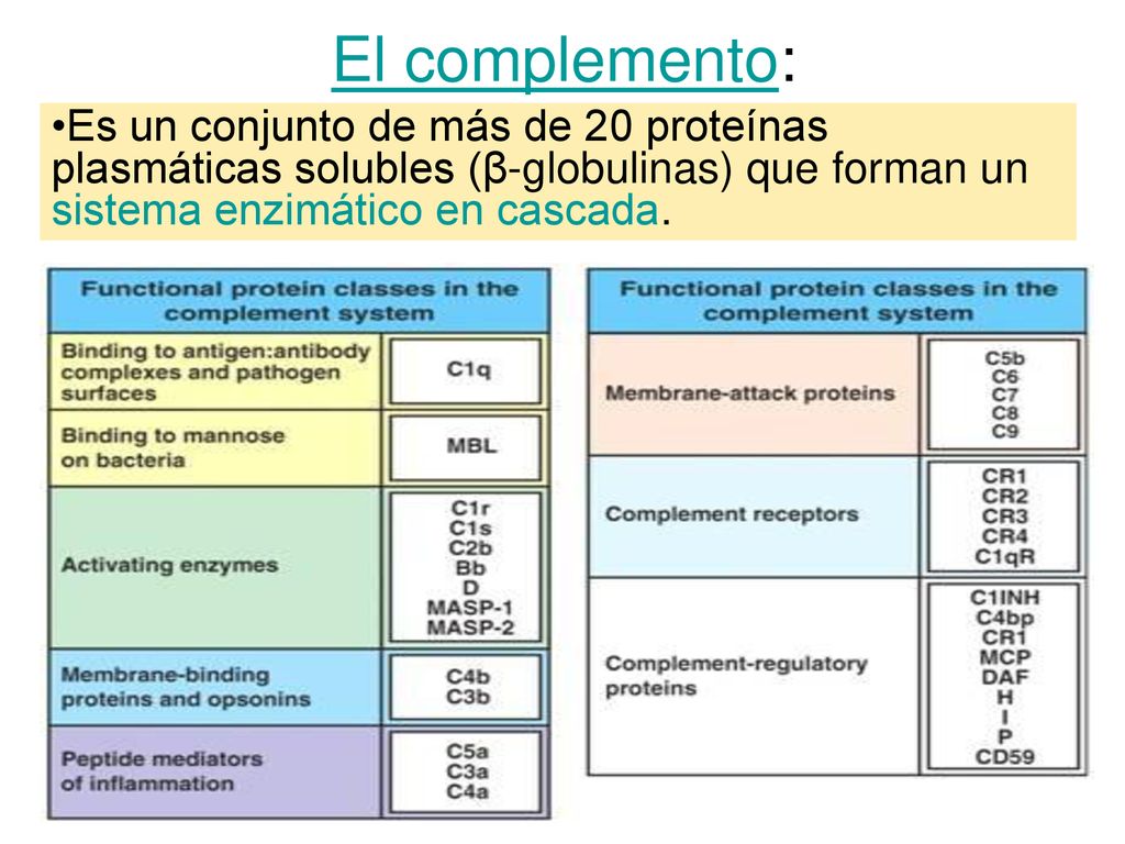 El complemento: Es un conjunto de más de 20 proteínas plasmáticas solubles (β-globulinas) que forman un sistema enzimático en cascada.