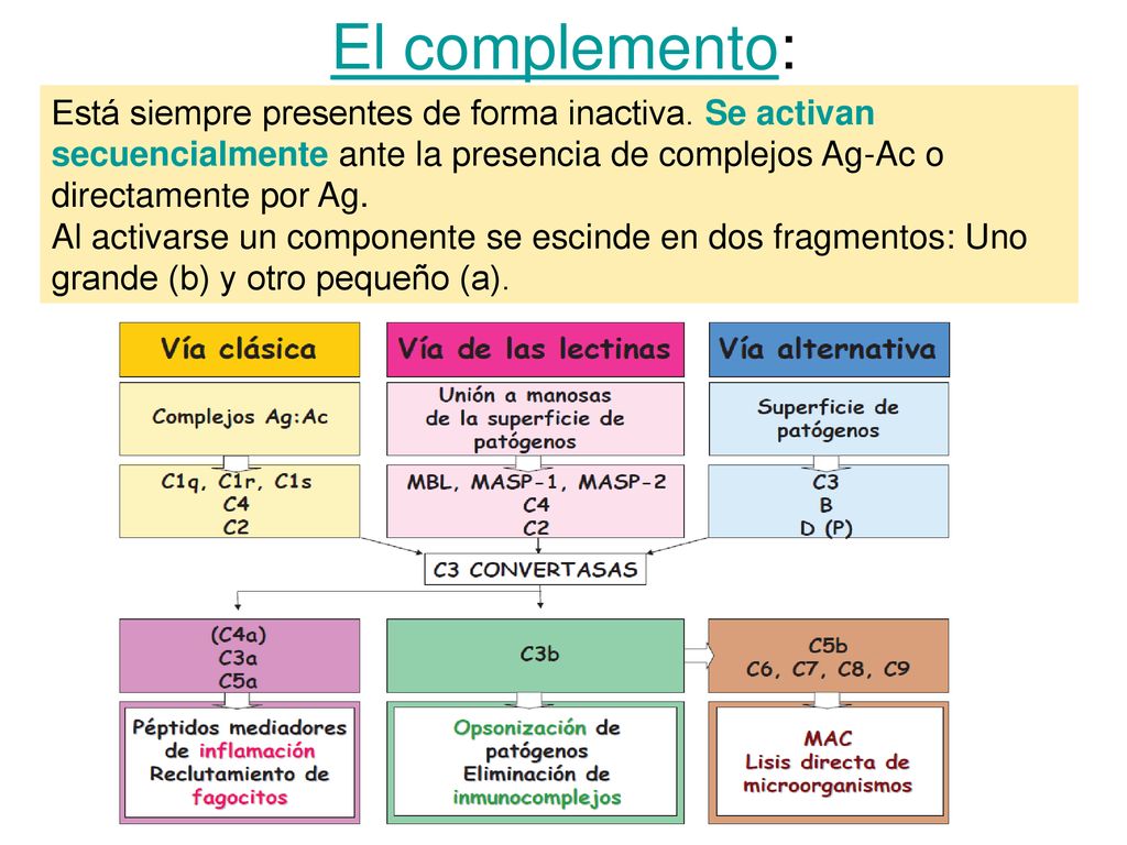 El complemento: Está siempre presentes de forma inactiva. Se activan secuencialmente ante la presencia de complejos Ag-Ac o directamente por Ag.
