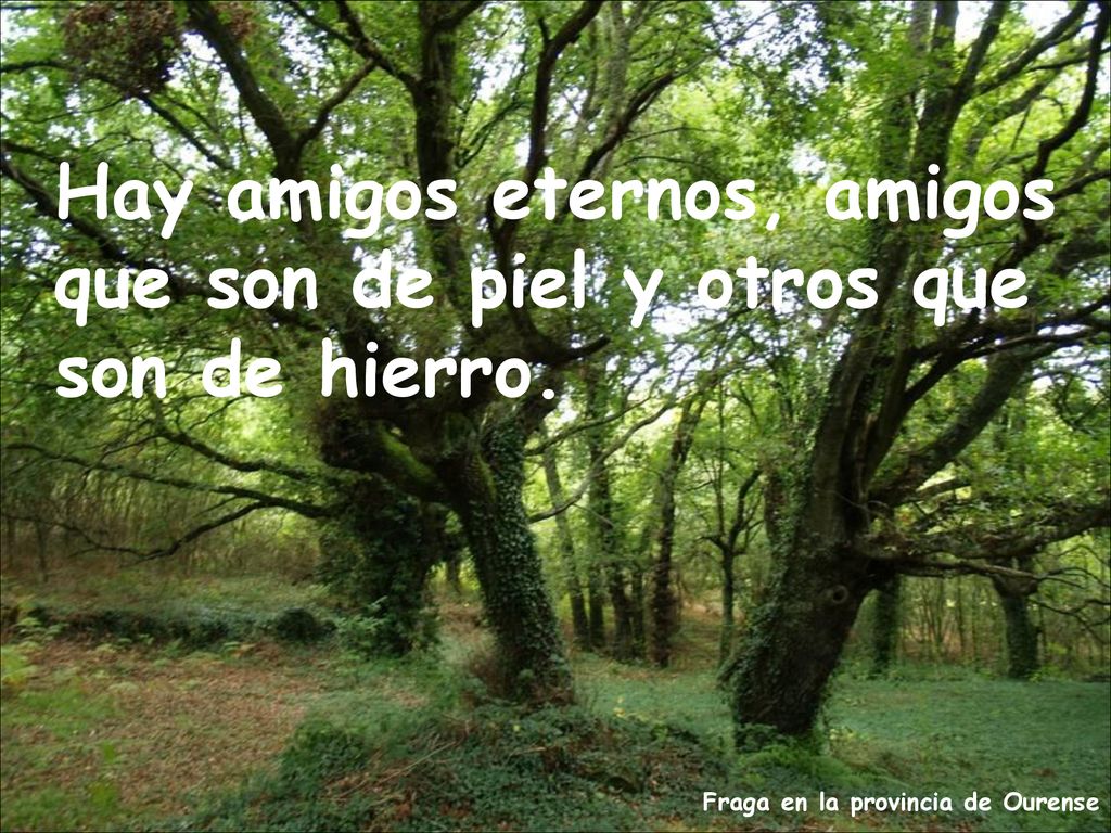 Hay amigos eternos, amigos que son de piel y otros que son de hierro.