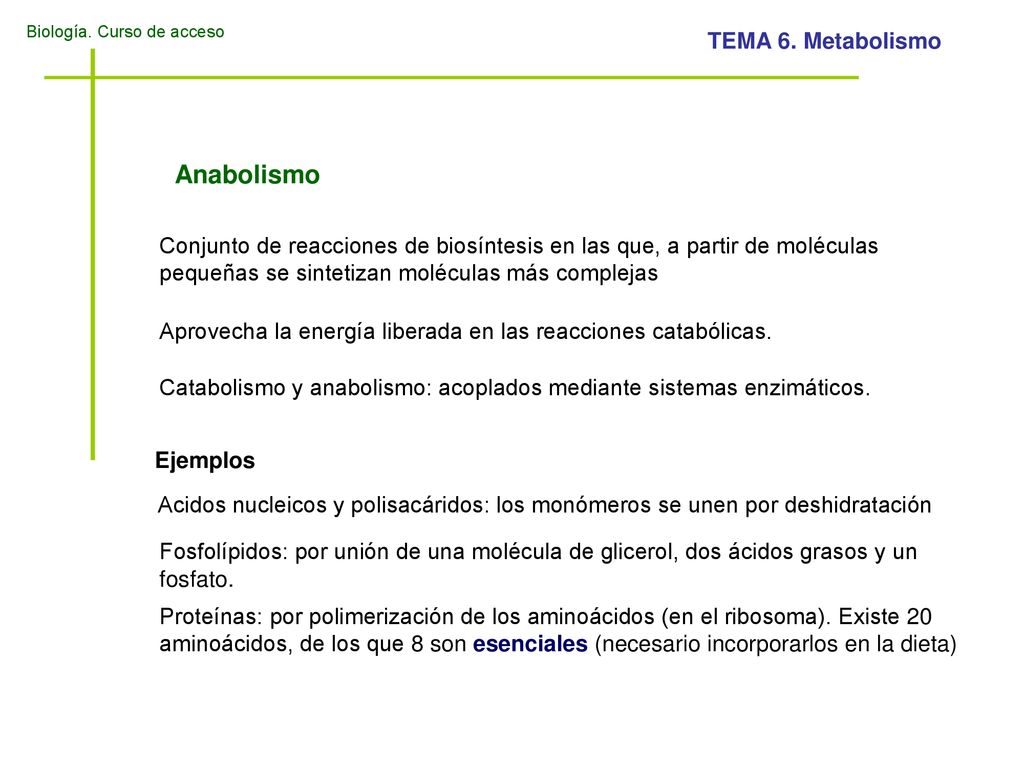 Anabolismo Conjunto de reacciones de biosíntesis en las que, a partir de moléculas pequeñas se sintetizan moléculas más complejas.