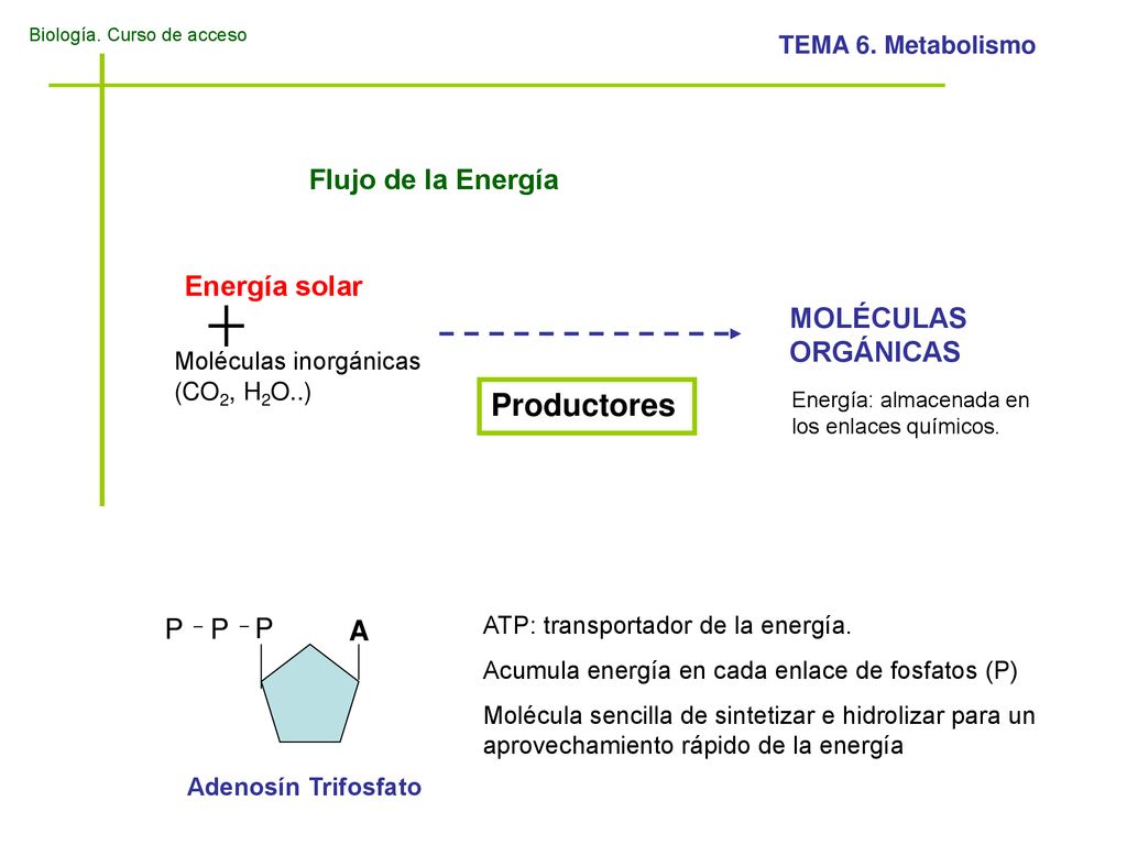 Productores Flujo de la Energía Energía solar MOLÉCULAS ORGÁNICAS P A