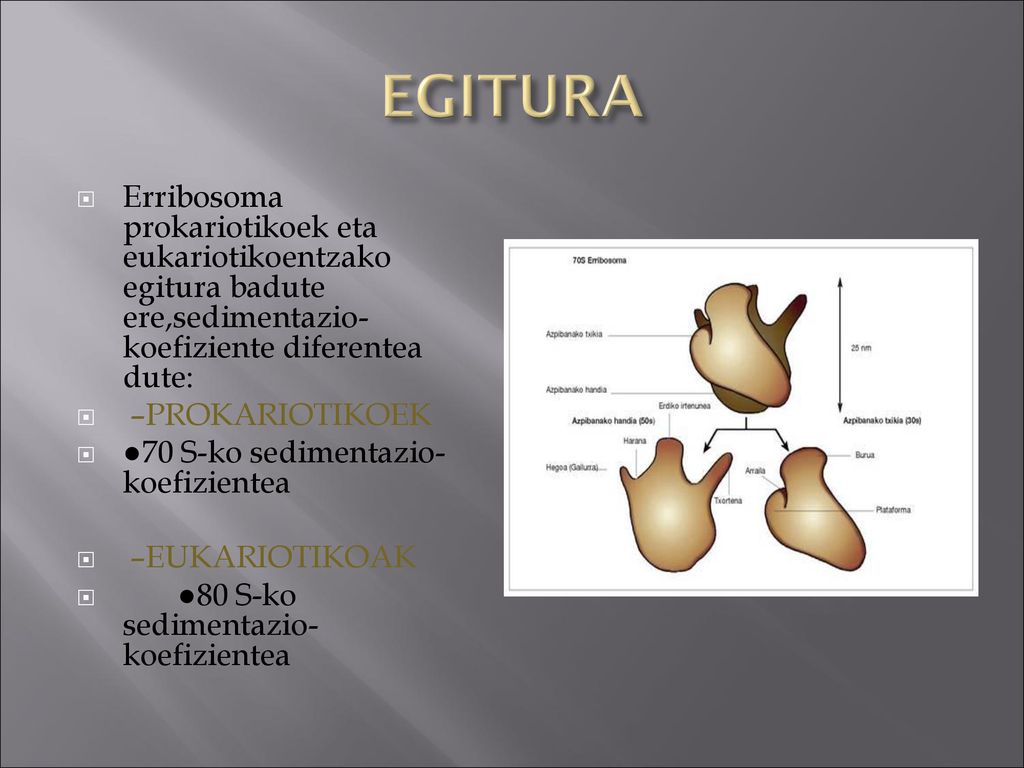 EGITURA Erribosoma prokariotikoek eta eukariotikoentzako egitura badute ere,sedimentazio-koefiziente diferentea dute: