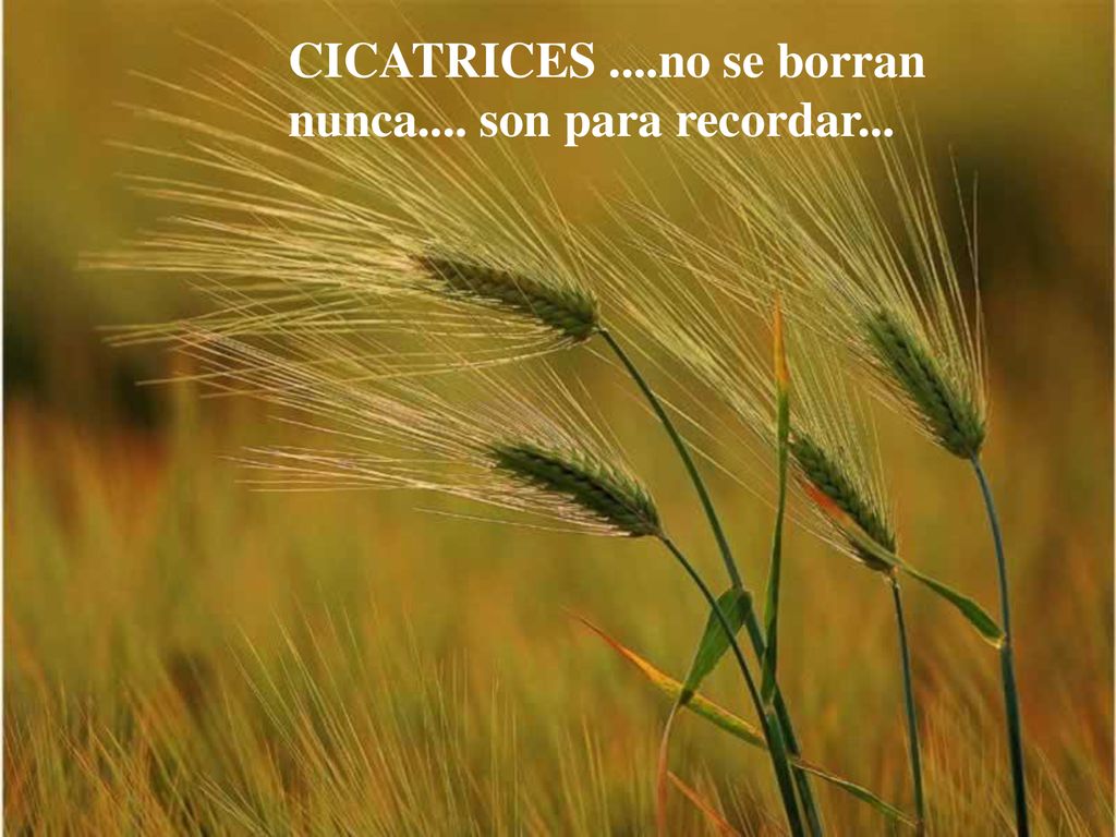 CICATRICES ....no se borran nunca.... son para recordar...