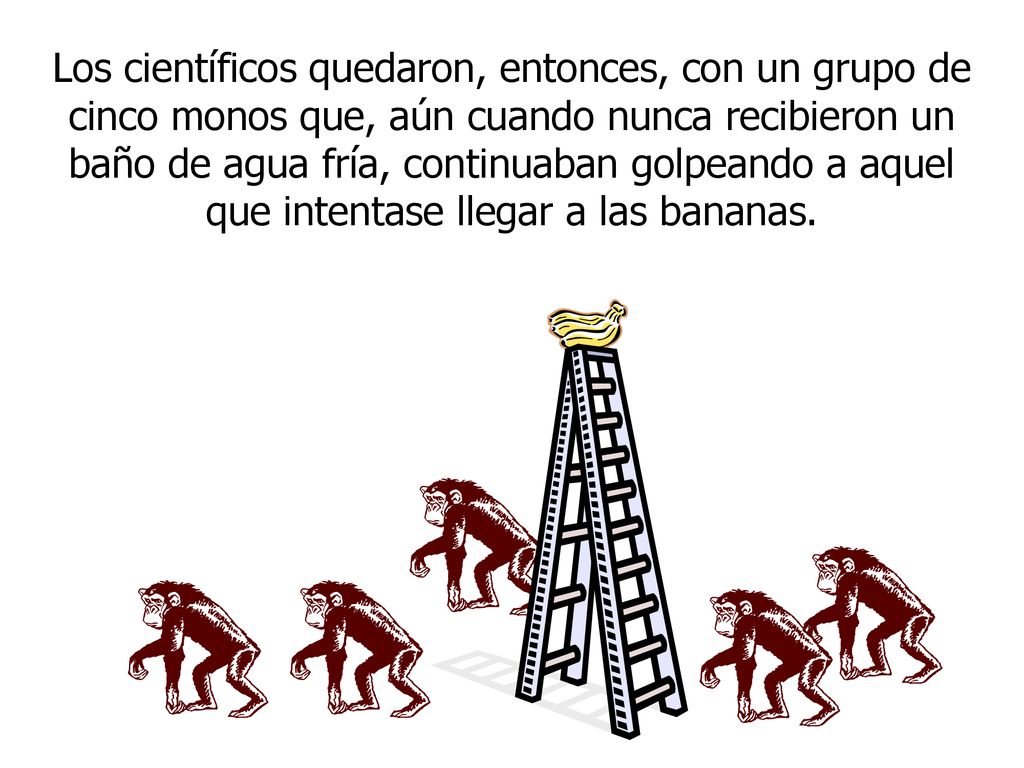 Los científicos quedaron, entonces, con un grupo de cinco monos que, aún cuando nunca recibieron un baño de agua fría, continuaban golpeando a aquel que intentase llegar a las bananas.