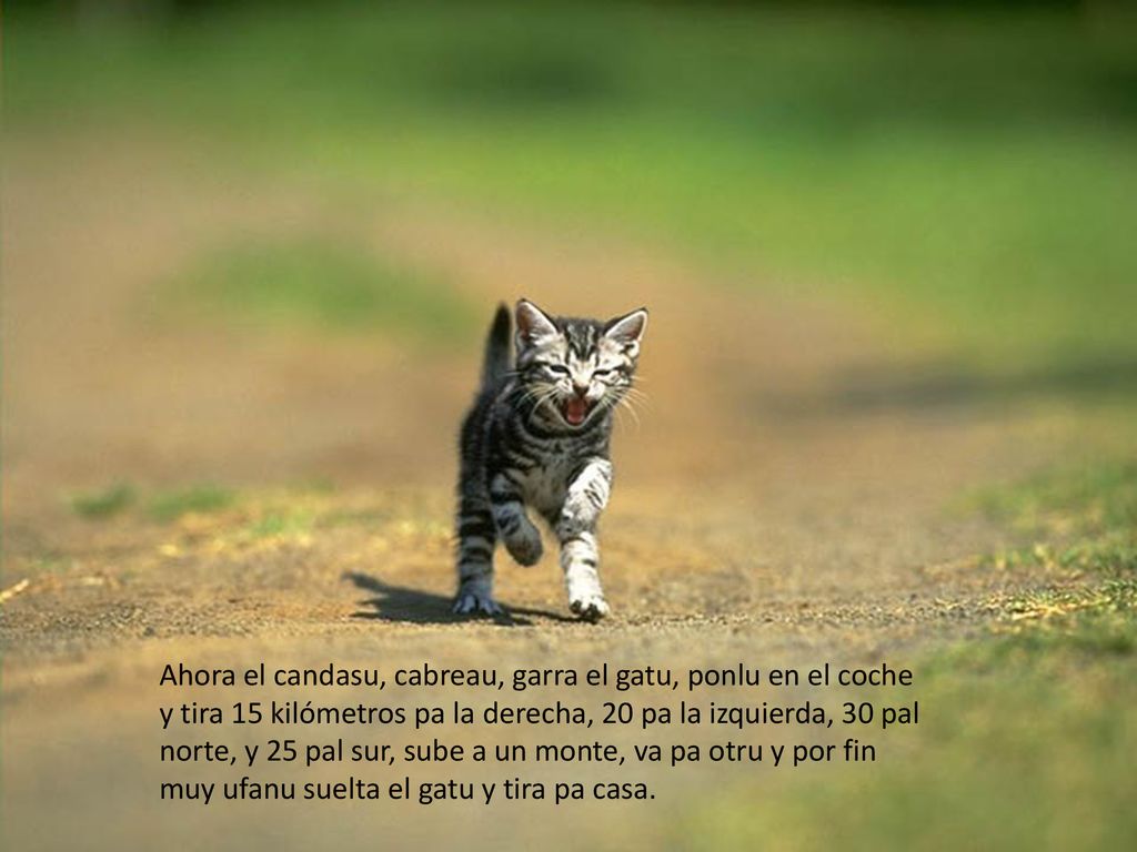 Ahora el candasu, cabreau, garra el gatu, ponlu en el coche y tira 15 kilómetros pa la derecha, 20 pa la izquierda, 30 pal norte, y 25 pal sur, sube a un monte, va pa otru y por fin muy ufanu suelta el gatu y tira pa casa.