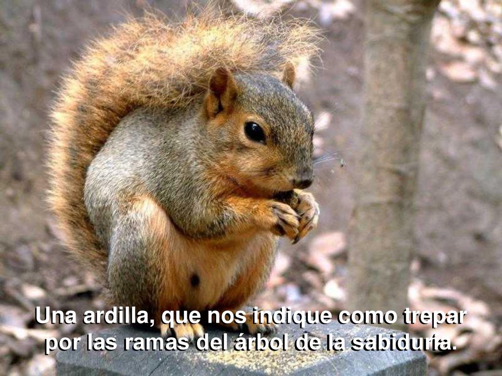 Una ardilla, que nos indique como trepar por las ramas del árbol de la sabiduría.