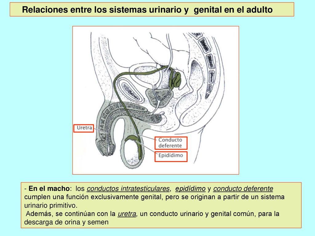 Relaciones entre los sistemas urinario y genital en el adulto