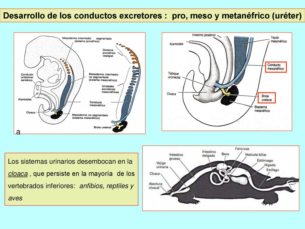 Desarrollo de los conductos excretores : pro, meso y metanéfrico (uréter)