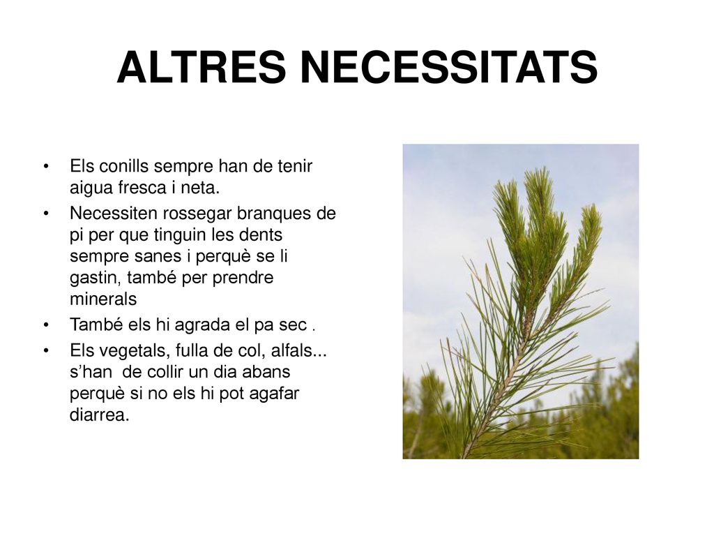 ALTRES NECESSITATS Els conills sempre han de tenir aigua fresca i neta.