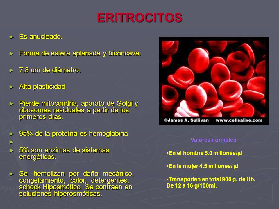 ERITROCITOS Es anucleado. Forma de esfera aplanada y bicóncava.