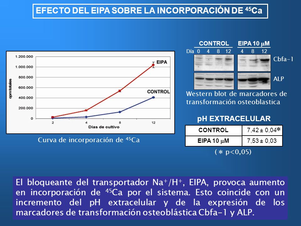 * EFECTO DEL EIPA SOBRE LA INCORPORACIÓN DE 45Ca