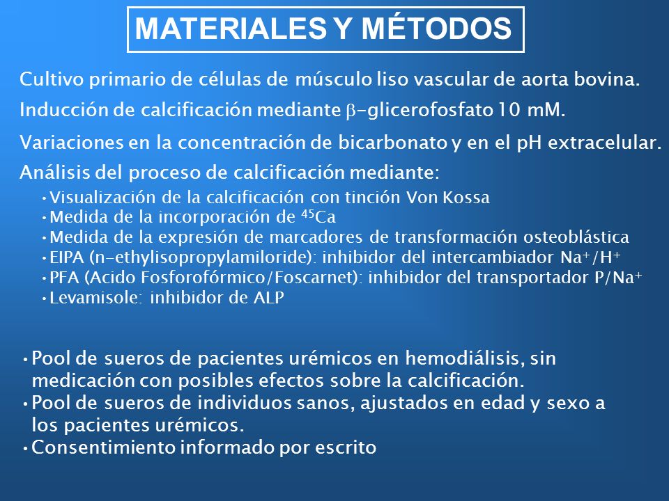 MATERIALES Y MÉTODOS Cultivo primario de células de músculo liso vascular de aorta bovina.