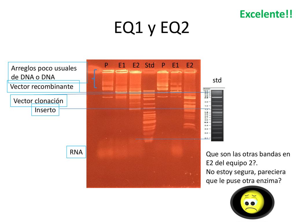 EQ1 y EQ2 Excelente!! P E1 E2 Std P E1 E2