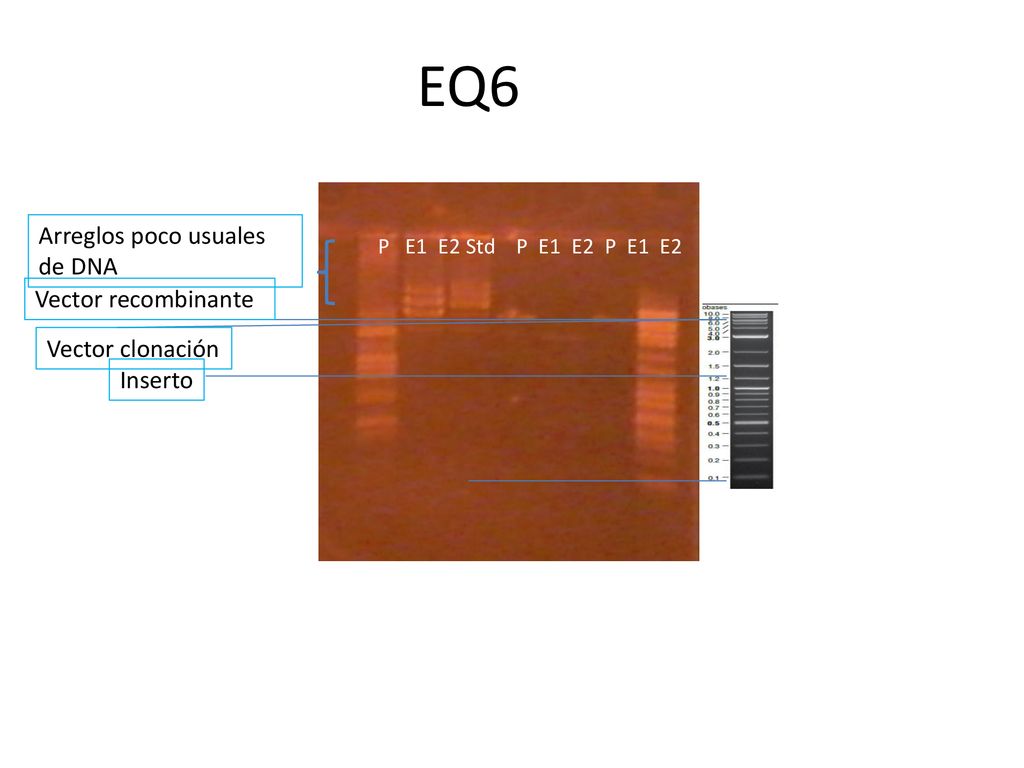 EQ6 Arreglos poco usuales de DNA Vector recombinante Vector clonación