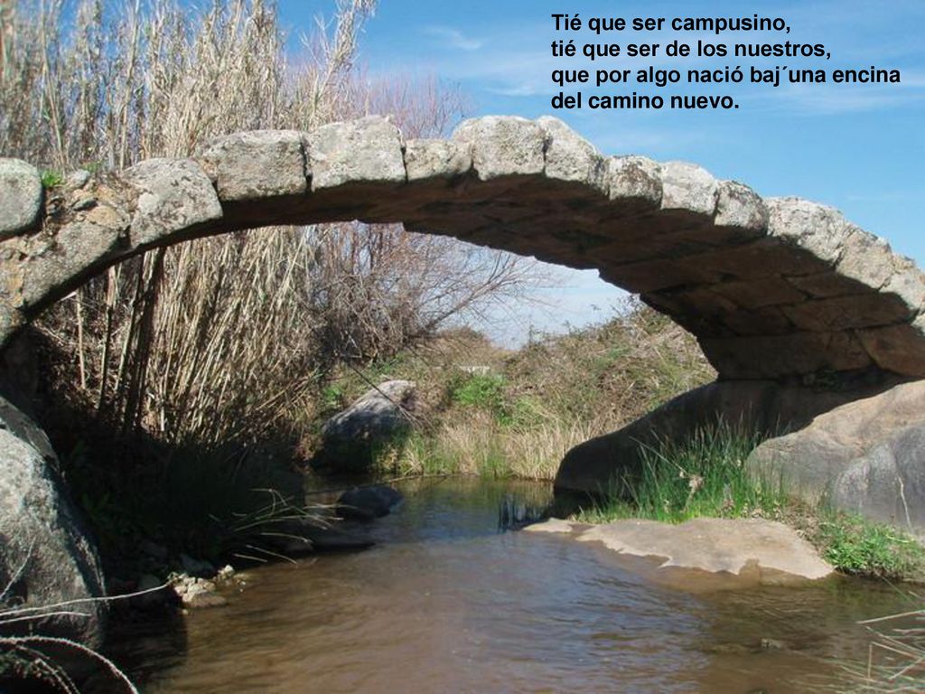 Tié que ser campusino, tié que ser de los nuestros, que por algo nació baj´una encina del camino nuevo.