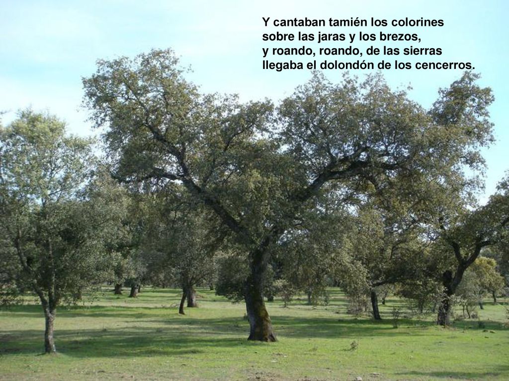 Y cantaban tamién los colorines sobre las jaras y los brezos, y roando, roando, de las sierras llegaba el dolondón de los cencerros.