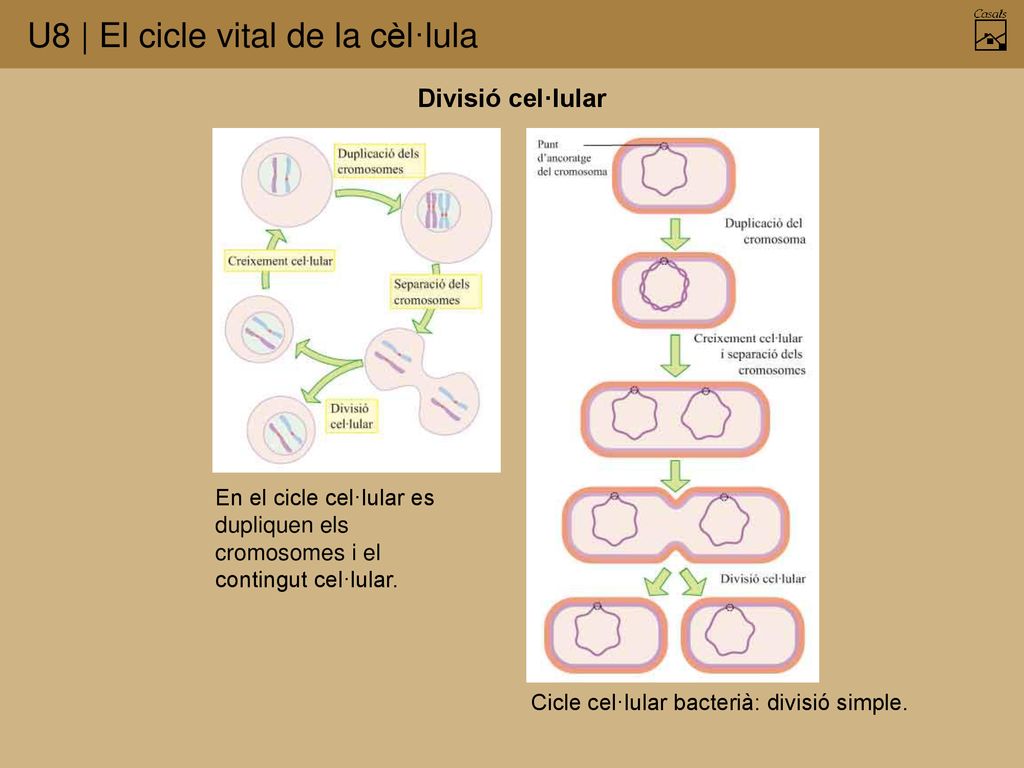Divisió cel·lular En el cicle cel·lular es dupliquen els cromosomes i el contingut cel·lular.