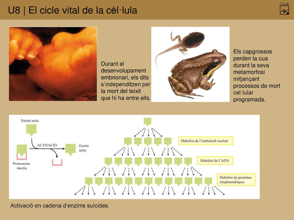 Els capgrossos perden la cua durant la seva metamorfosi mitjançant processos de mort cel·lular programada.
