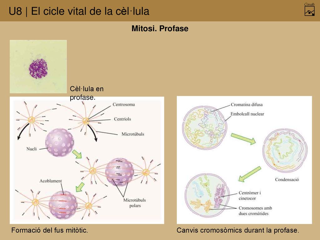 Mitosi. Profase Cèl·lula en profase. Formació del fus mitòtic.