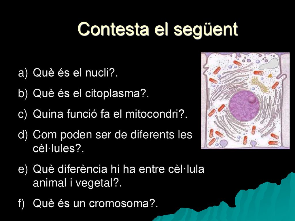 Contesta el següent Què és el nucli . Què és el citoplasma .
