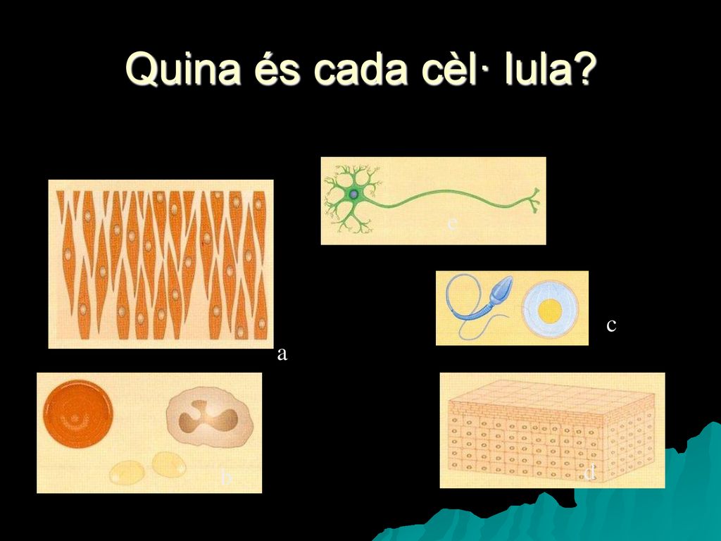 Quina és cada cèl· lula e c a d b