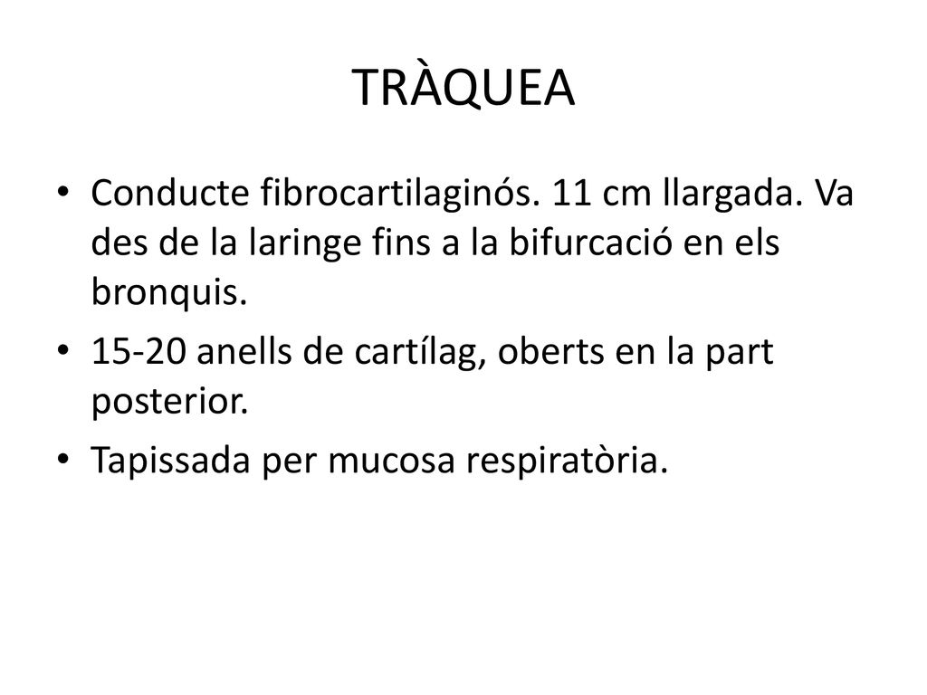 TRÀQUEA Conducte fibrocartilaginós. 11 cm llargada. Va des de la laringe fins a la bifurcació en els bronquis.