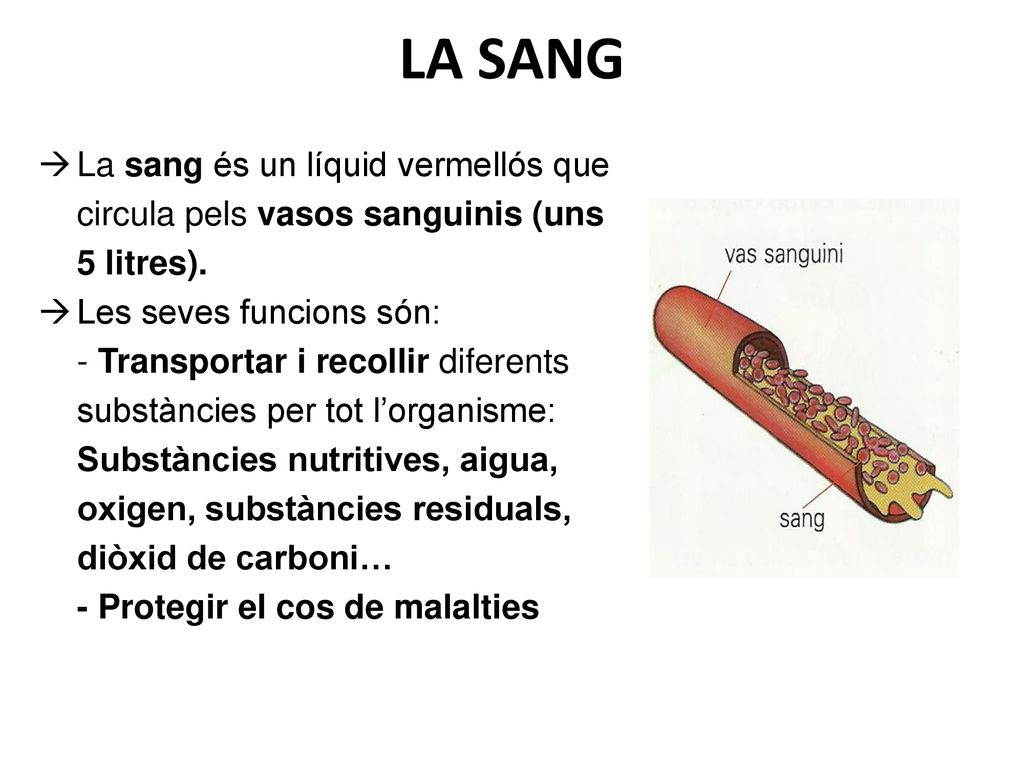 LA SANG La sang és un líquid vermellós que circula pels vasos sanguinis (uns 5 litres). Les seves funcions són: