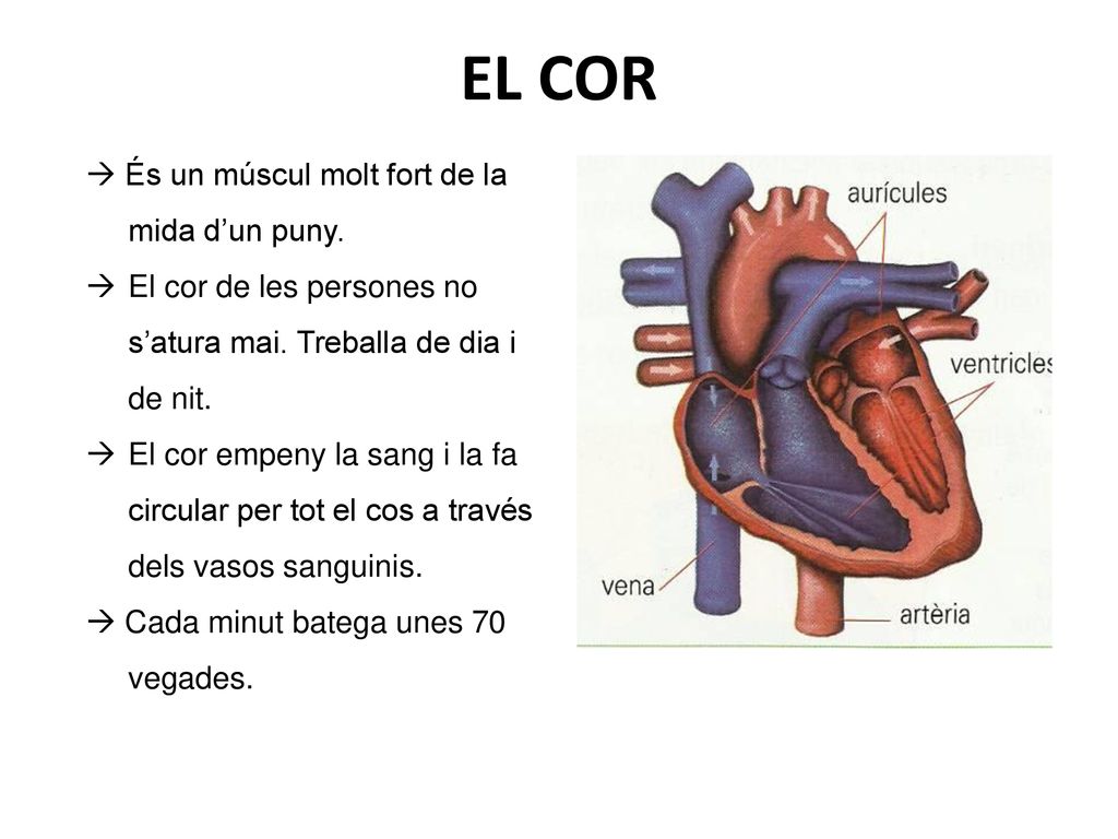 EL COR  És un múscul molt fort de la mida d’un puny.